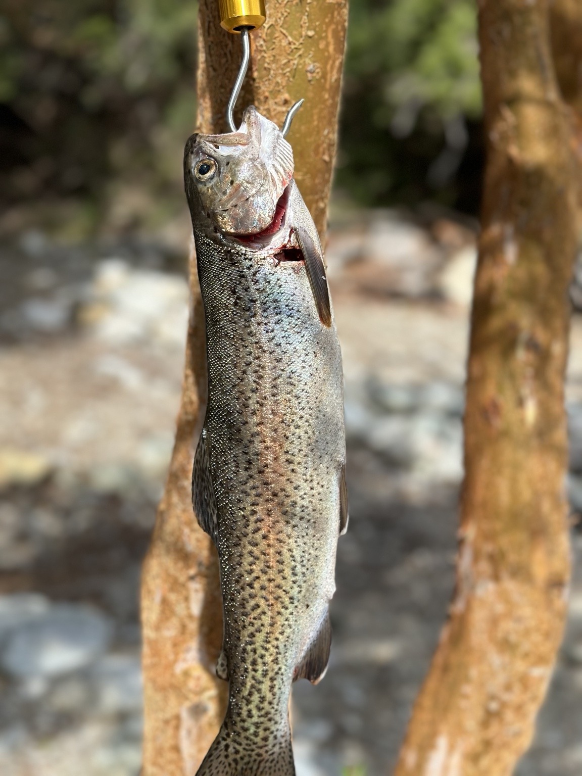The catch