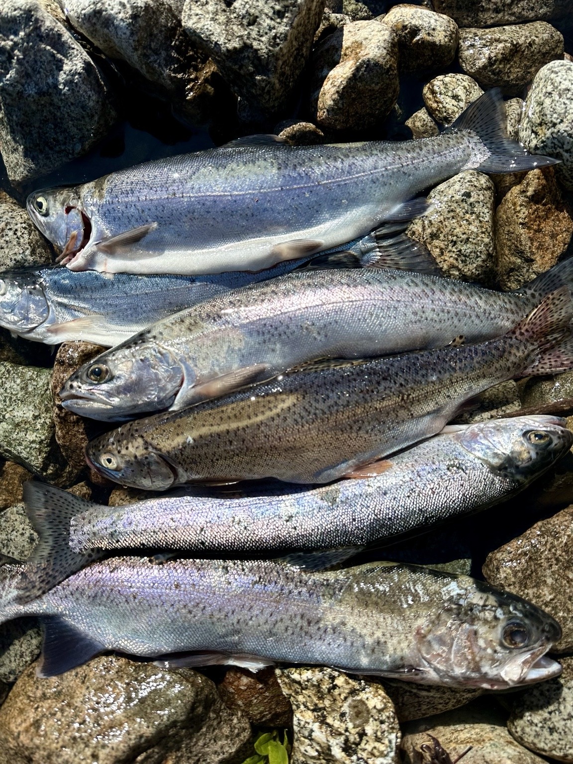 Fish on the rocks