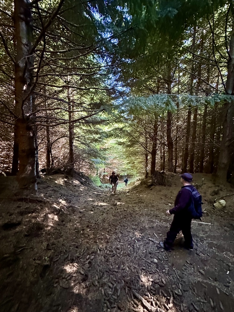 Beneath the forest canopy
