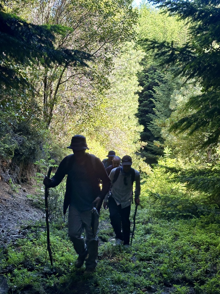 Walking through the sunlit forest