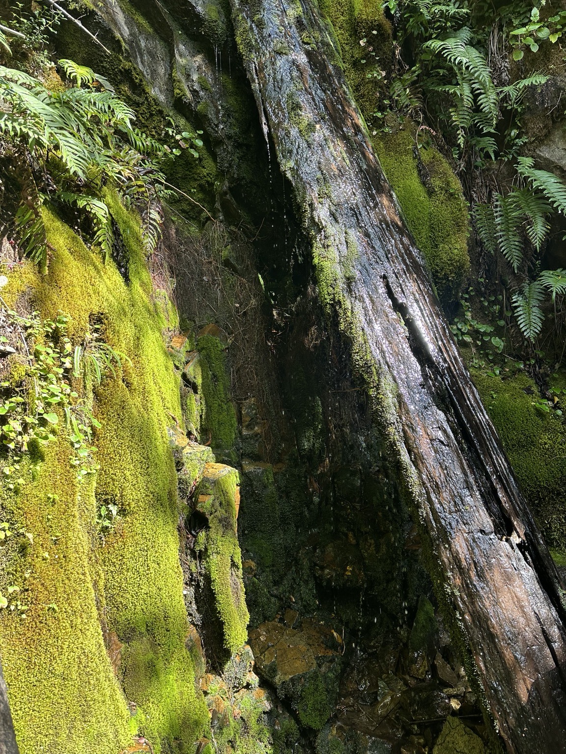 Moss and native forest
