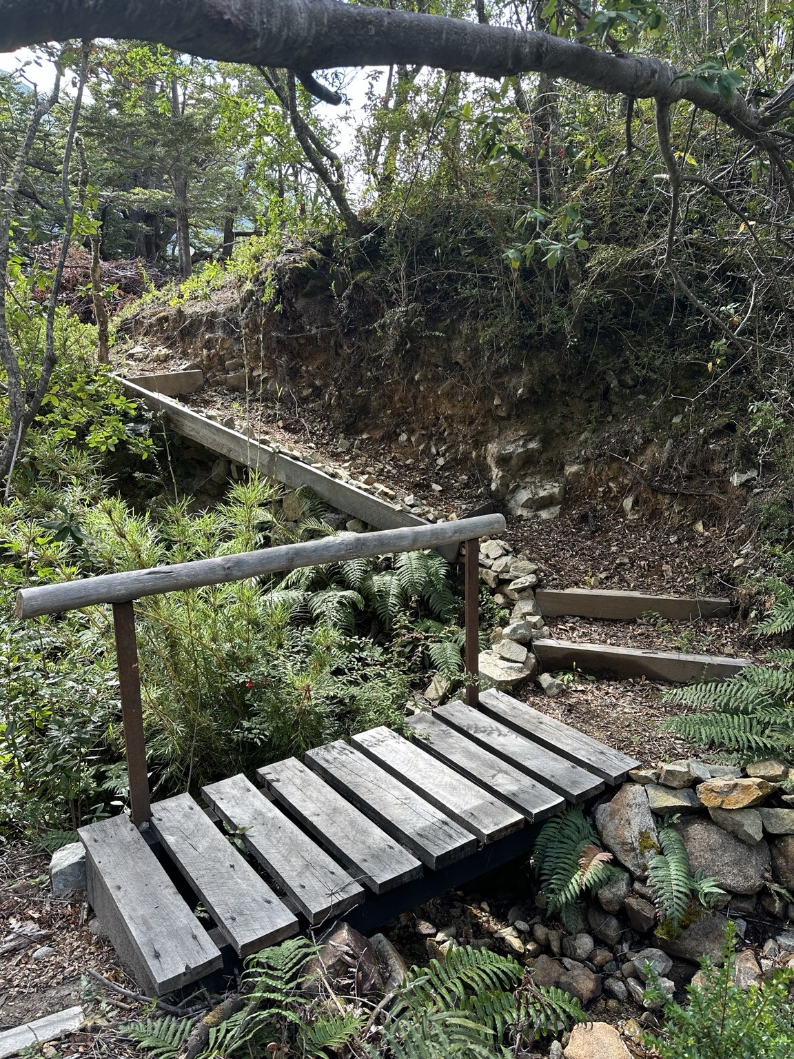 A path through the forest
