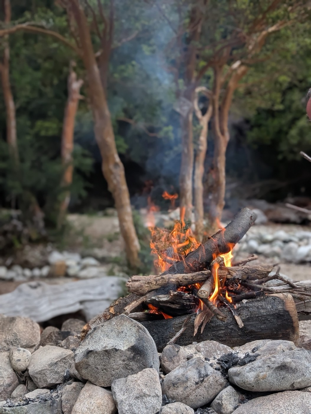 Fire in the forest